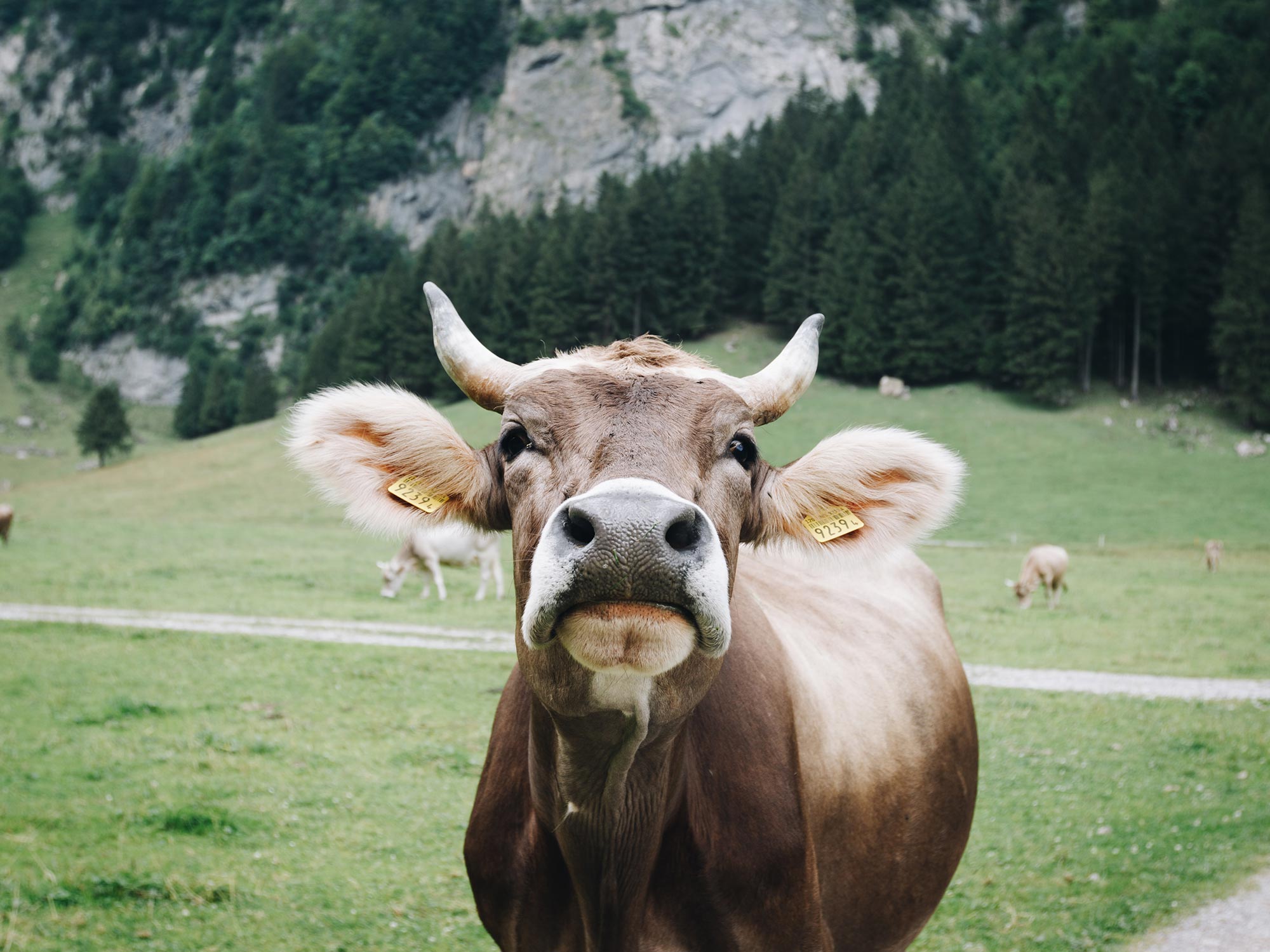 Aktivurlaub im Wipptal