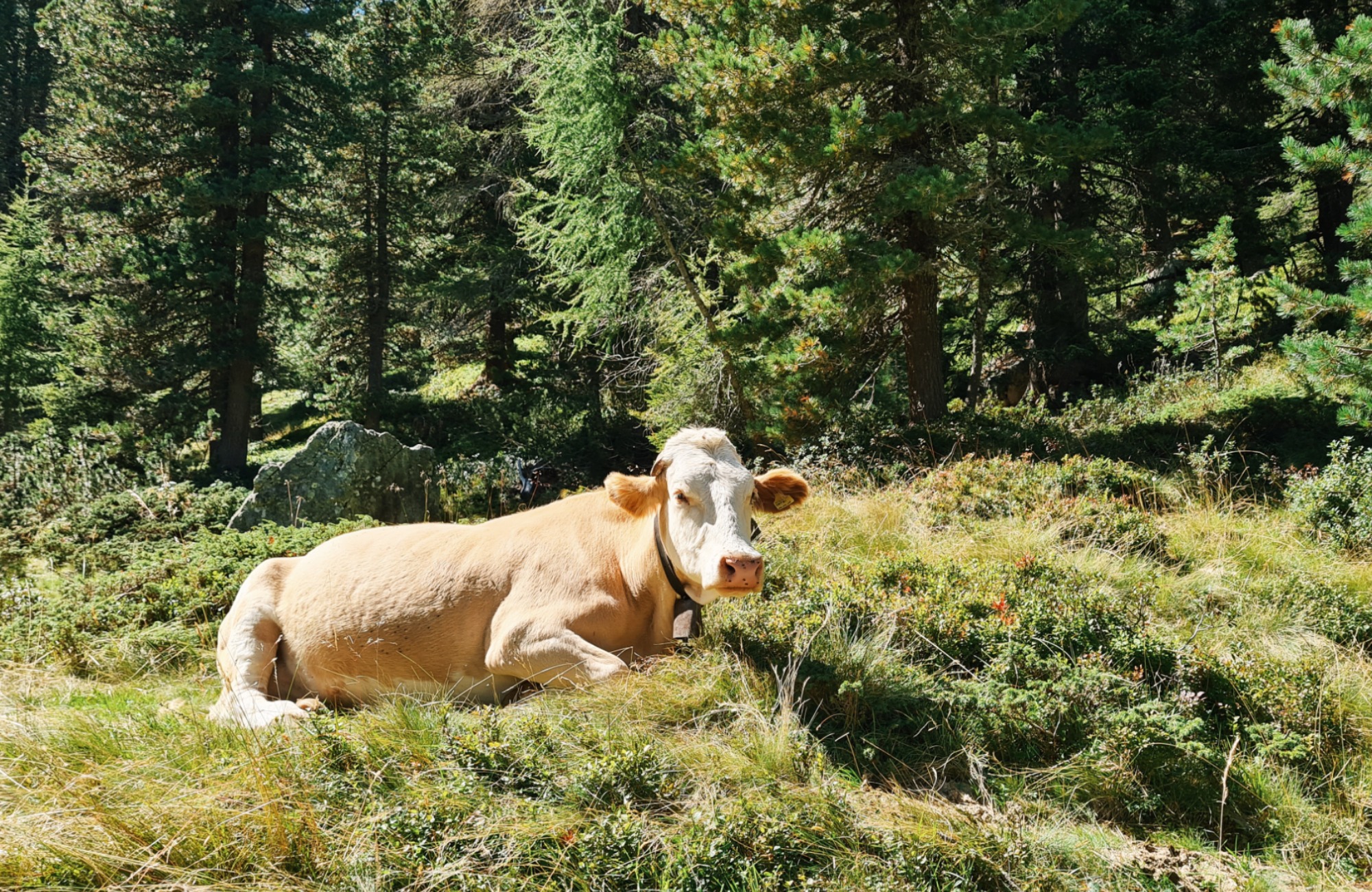 A cow in the woods